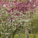 2009-04-pref-OK (13)