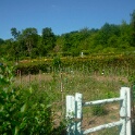 2009-06-27-jardin-OK (13)