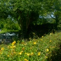 2009-06-27-jardin-OK (17)