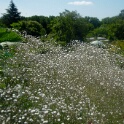 Le jardin