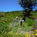 2009-06-27-jardin-OK (26)
