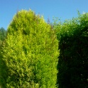 2009-06-27-jardin-OK (9)