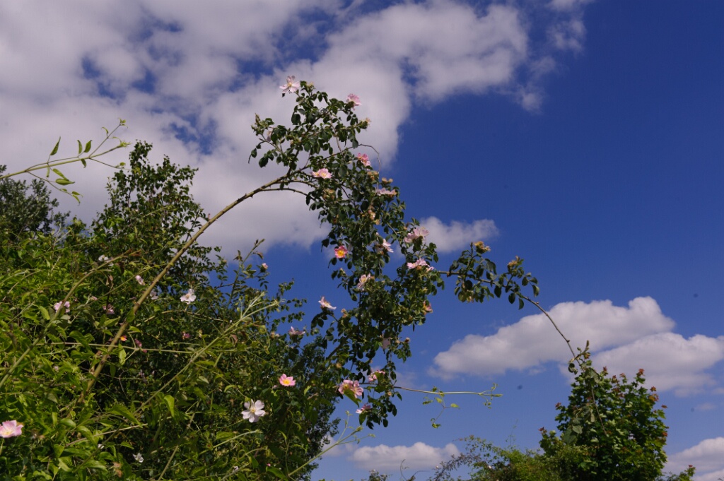 2011-05-14-085653-chaussee-jc-OK