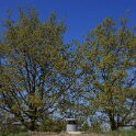 2011-04-18-125653-chat-perche-OK
