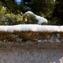 2009-01-neige-OK (5)